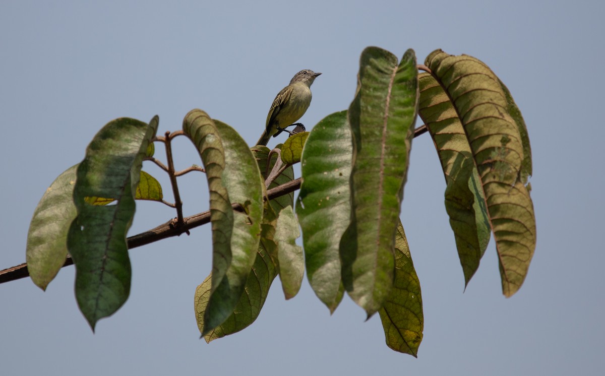 Guianan Tyrannulet - ML640154576