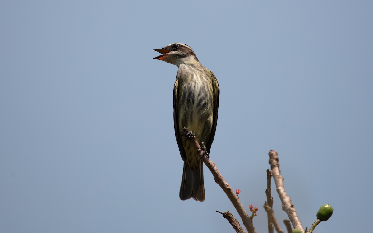 Variegated Flycatcher - ML640154584