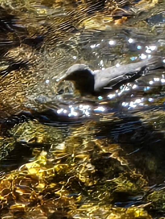 American Dipper - ML640154621