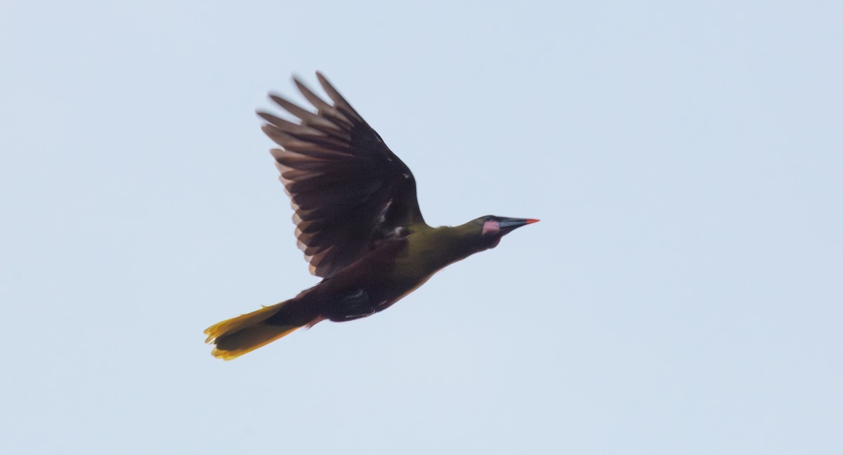 Olive Oropendola - ML640154623