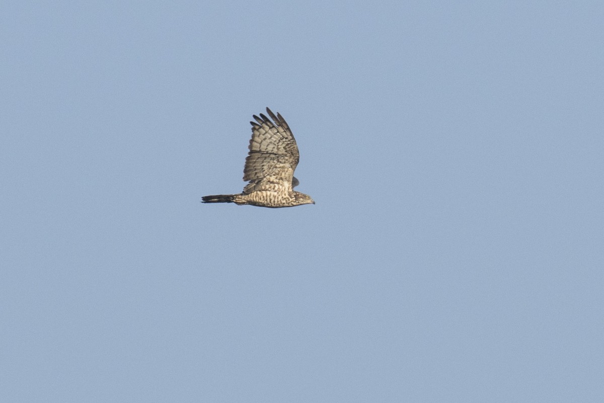 Oriental Honey-buzzard - ML640154657