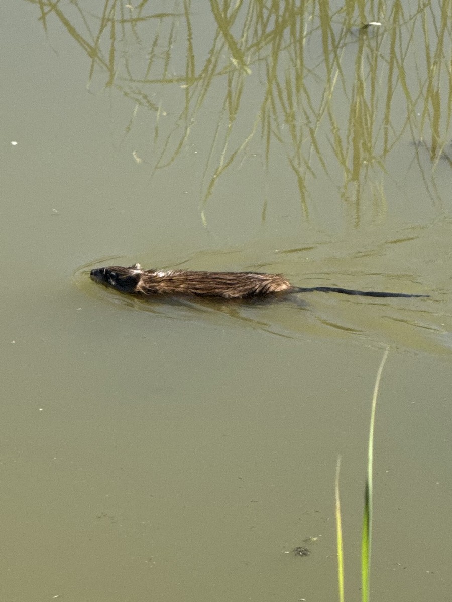 Muskrat - ML640154731