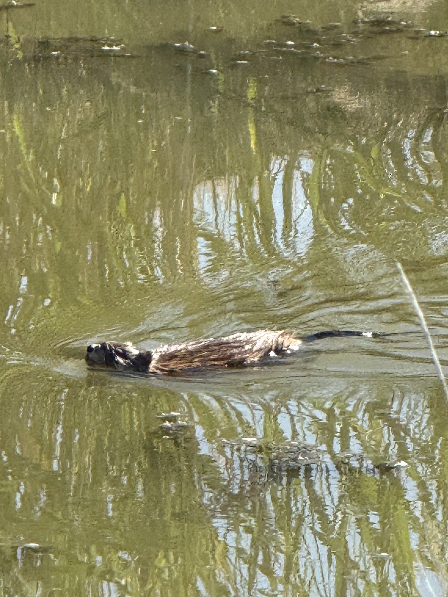 Muskrat - ML640154732