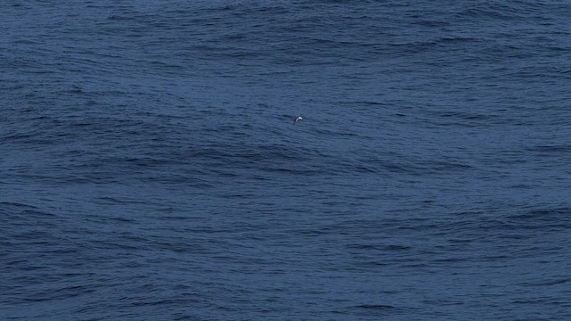 havhest - ML640154750