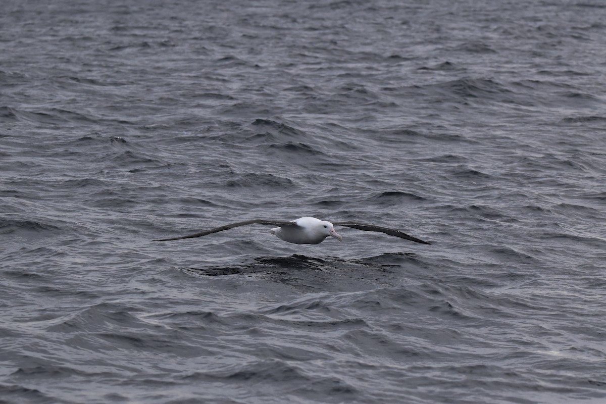 Northern Royal Albatross - ML640154753