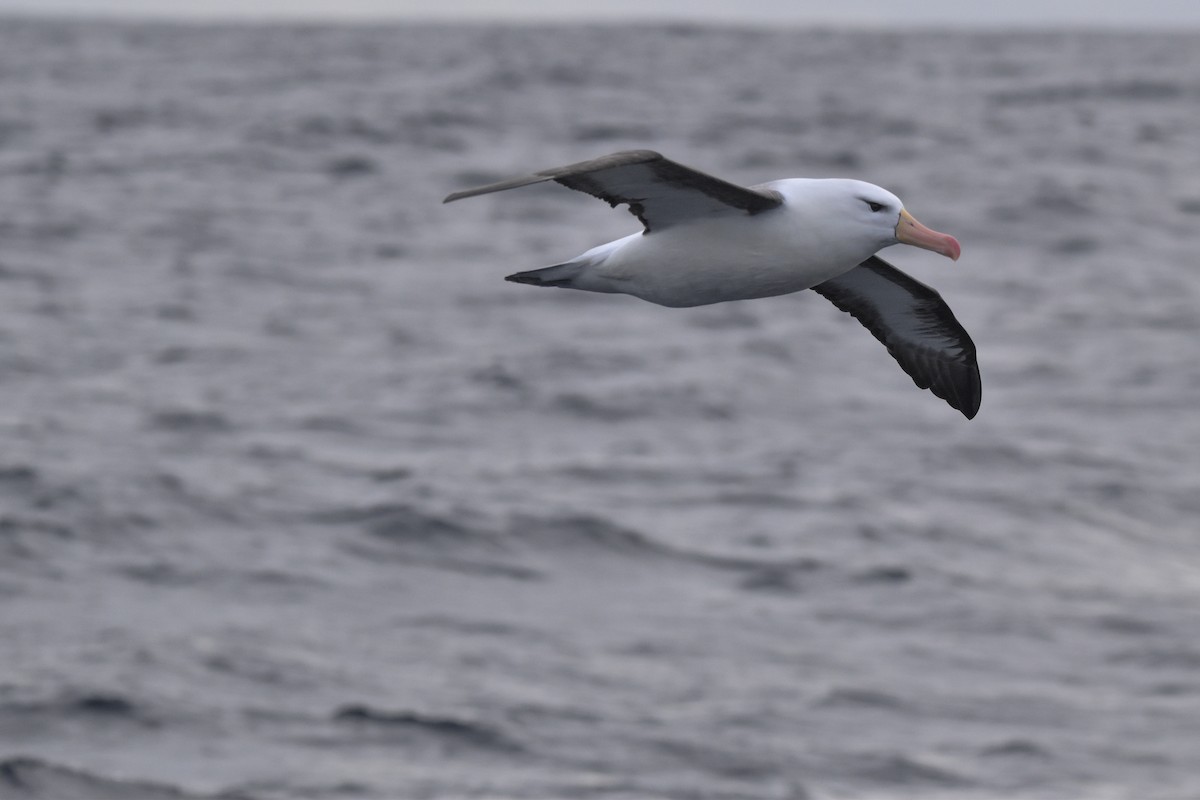 Black-browed Albatross - ML640154759