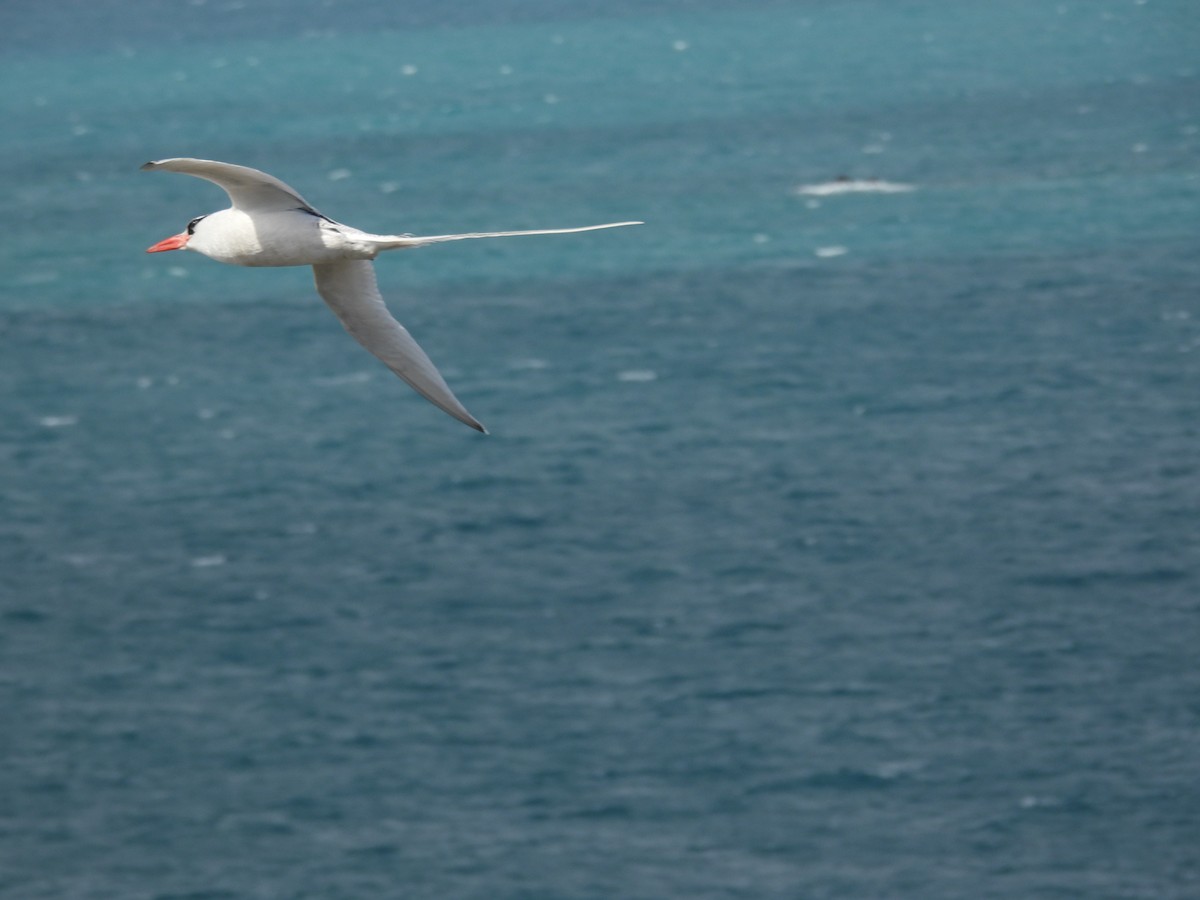 Red-billed Tropicbird - ML640154807