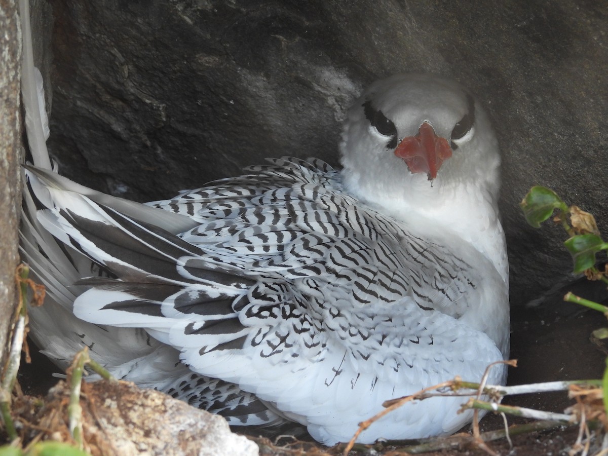 Red-billed Tropicbird - ML640154808
