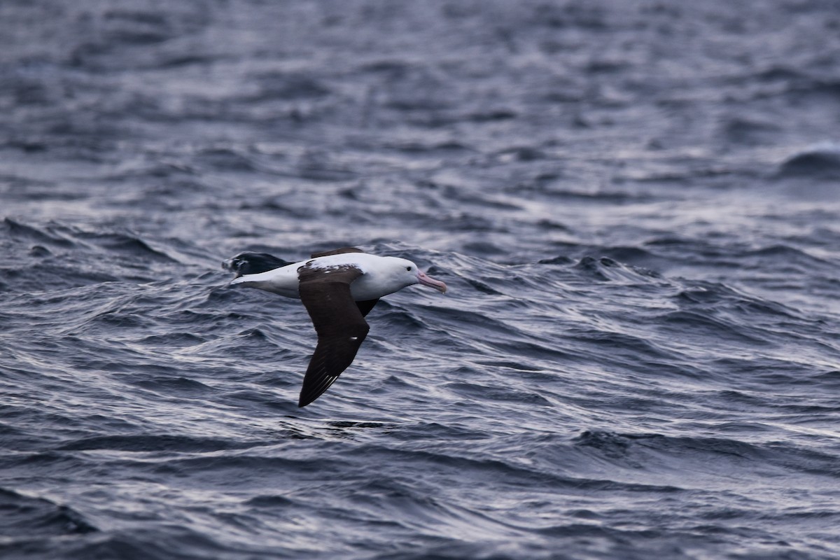 Northern Royal Albatross - ML640154816