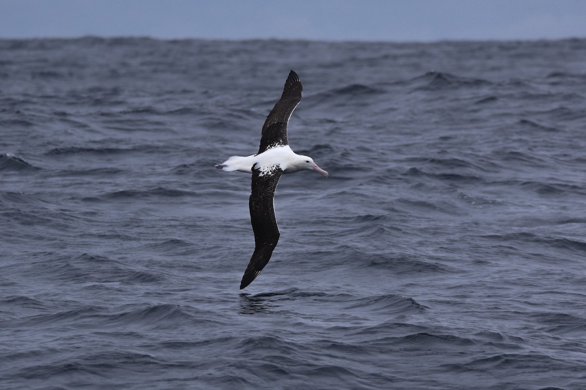 Southern Royal Albatross - ML640154825
