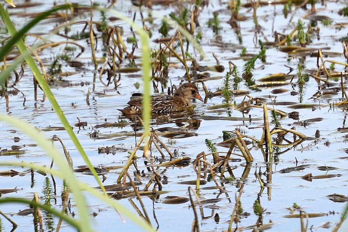 Sora uroilanda - ML640154850