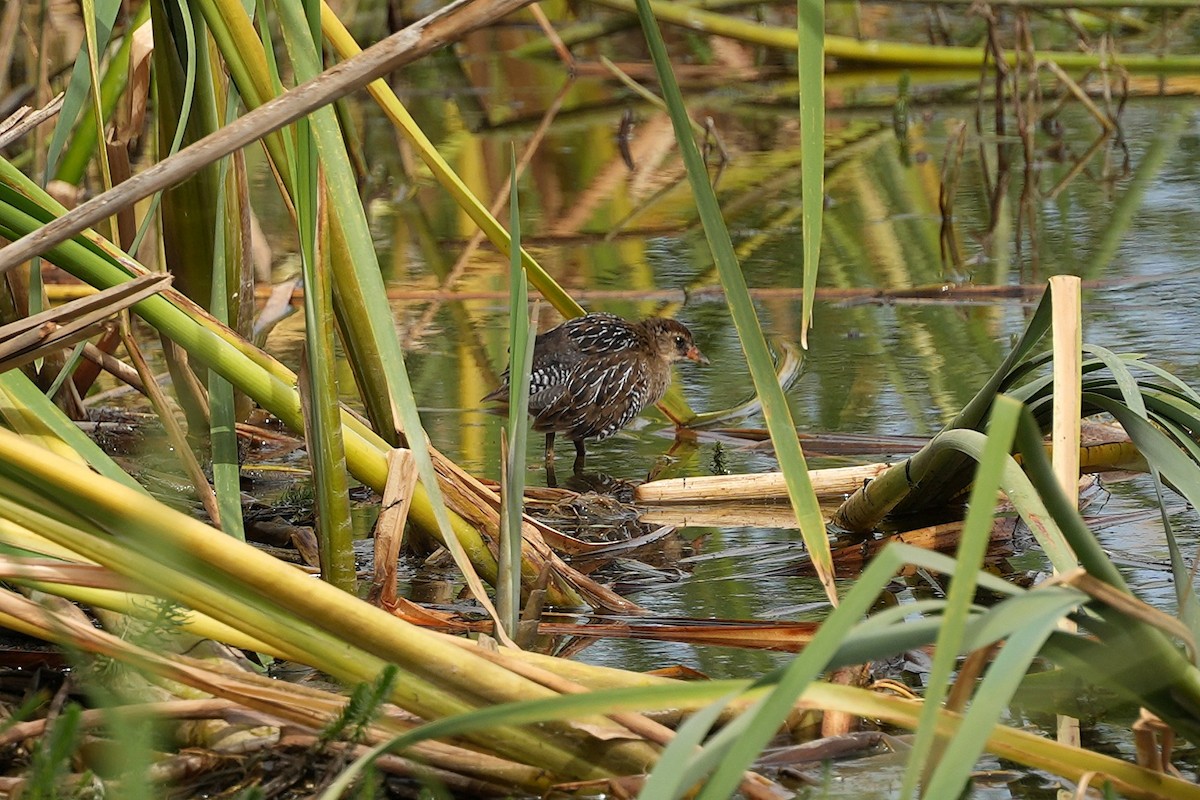 Sora uroilanda - ML640154851