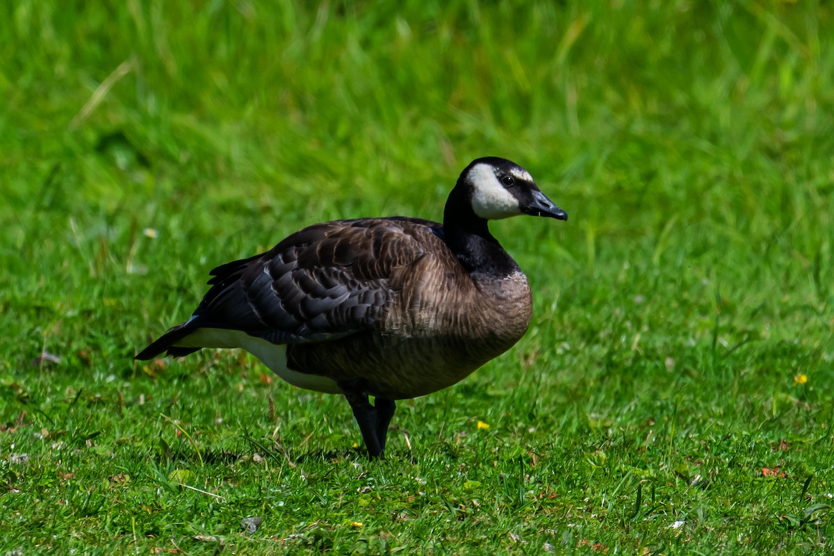 Gans, unbestimmt - ML640154853