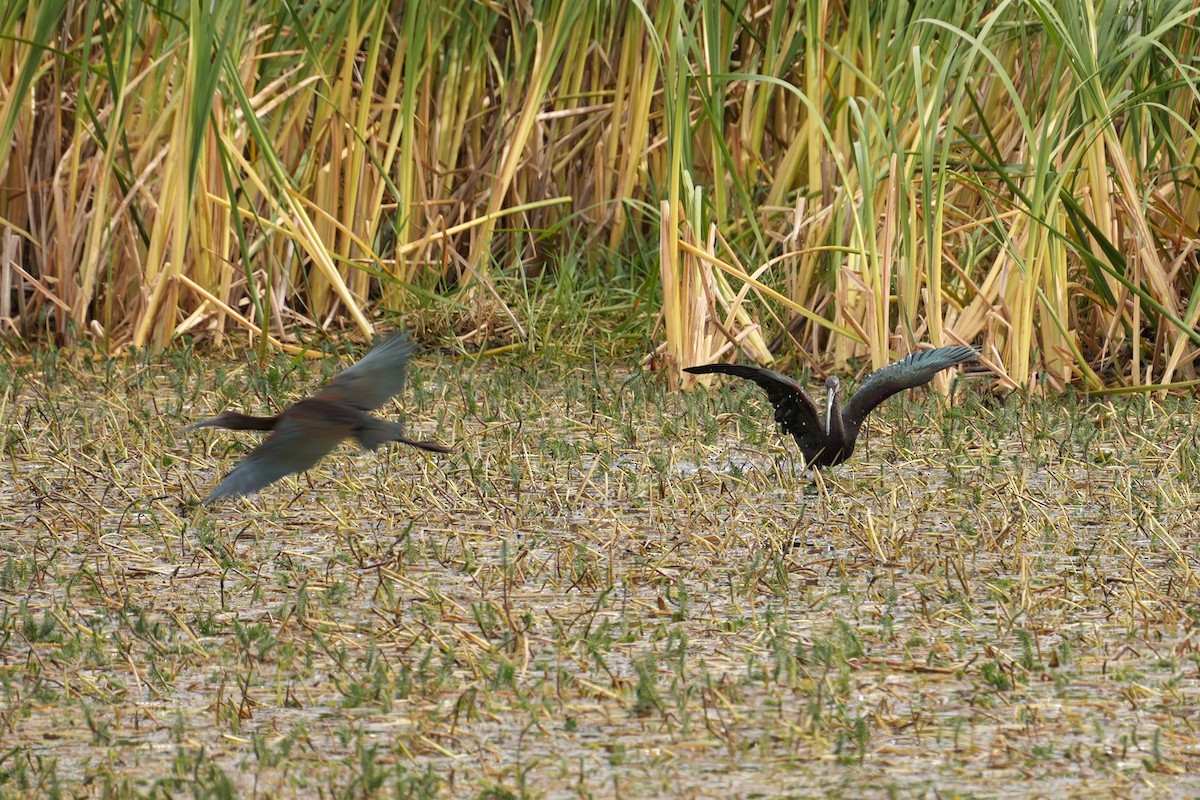 White-faced Ibis - ML640154860