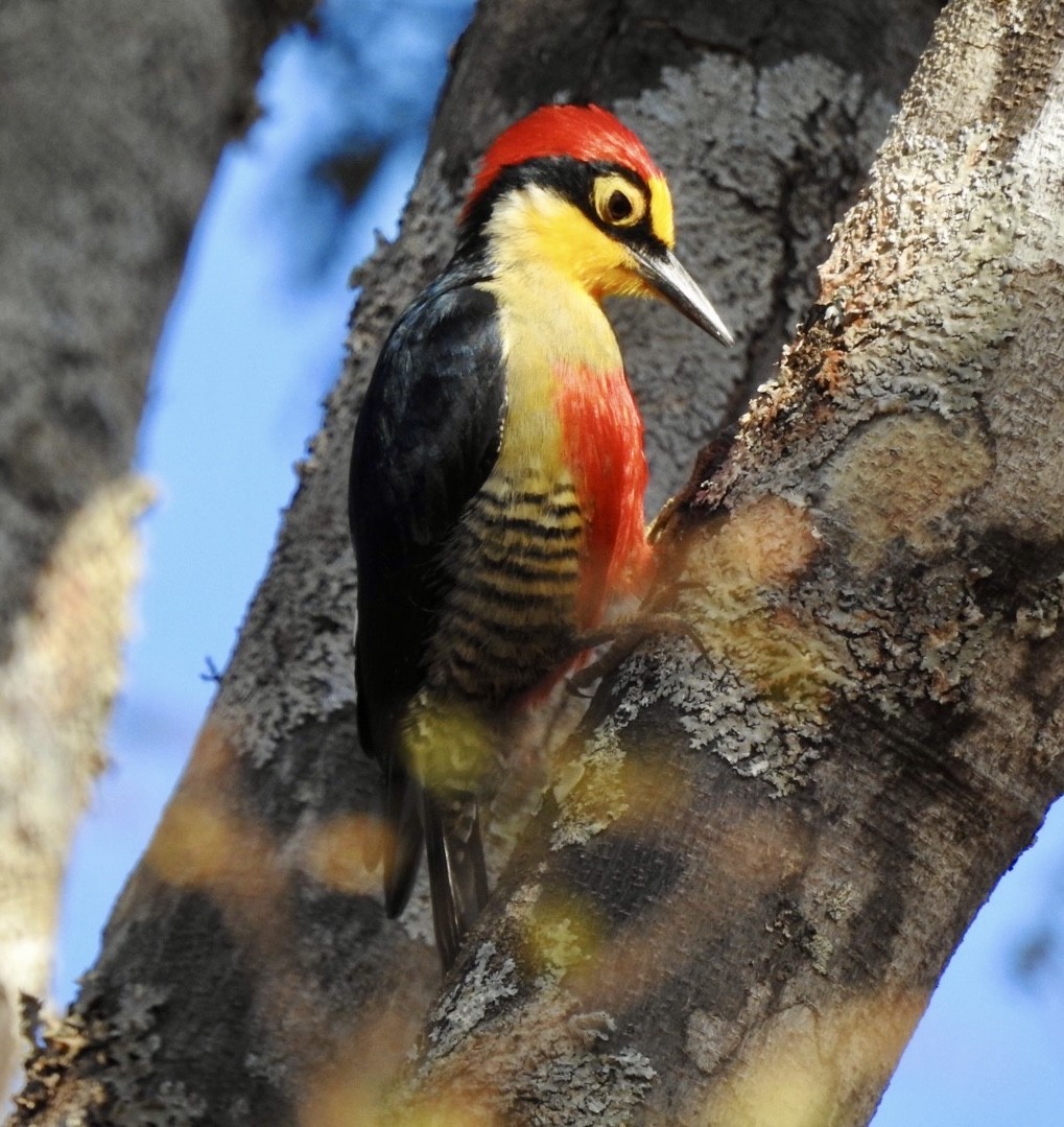 Yellow-fronted Woodpecker - ML640154862