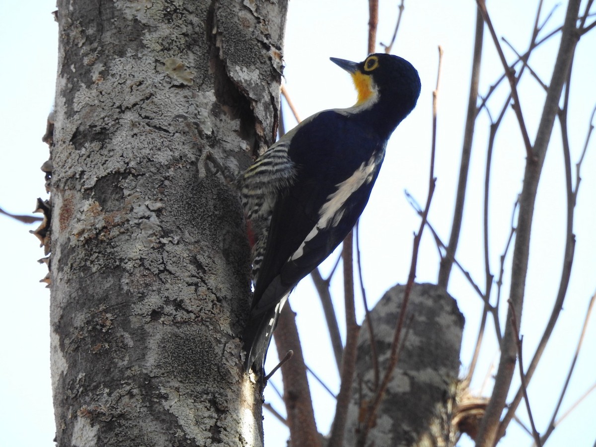 Yellow-fronted Woodpecker - ML640154863