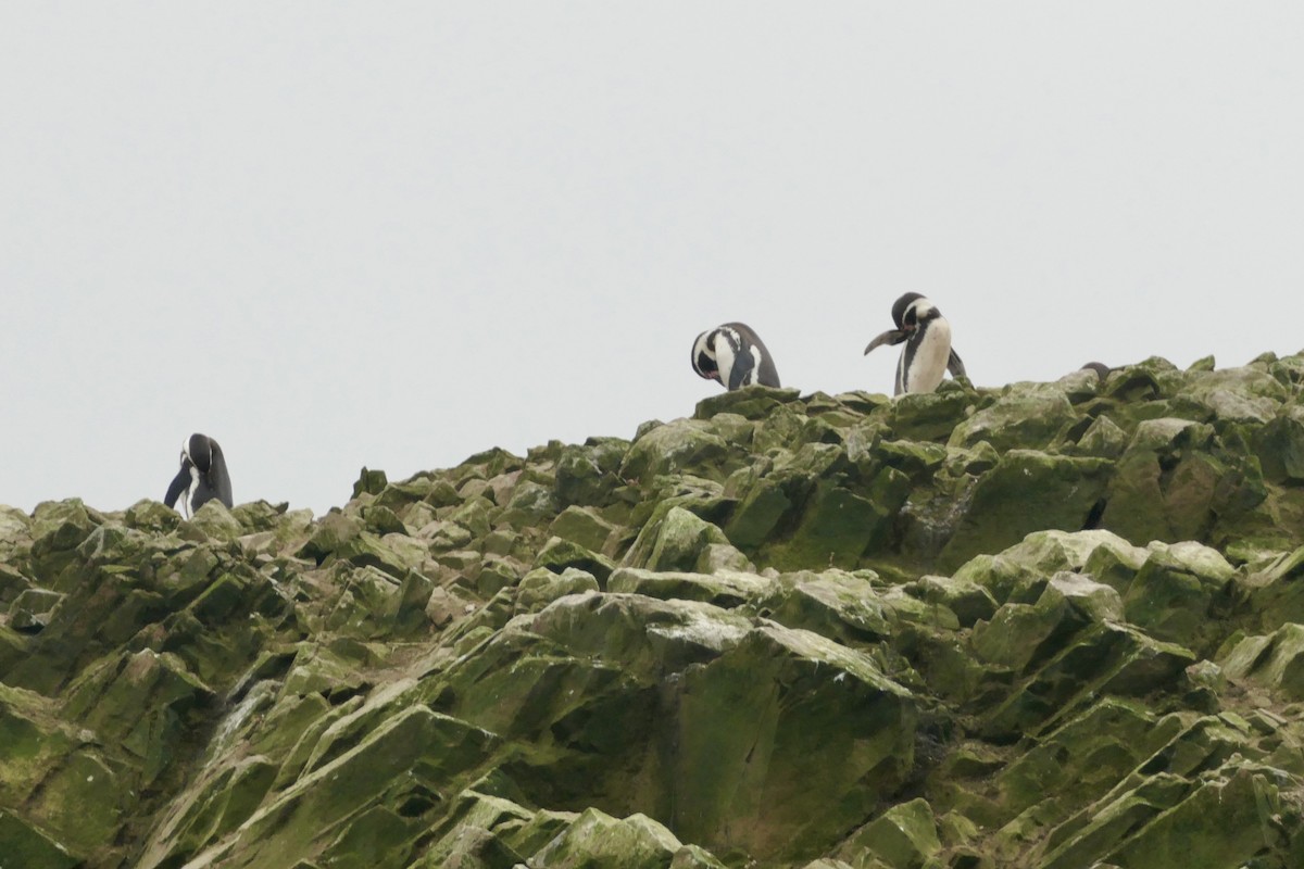 Humboldt Penguin - ML640154915