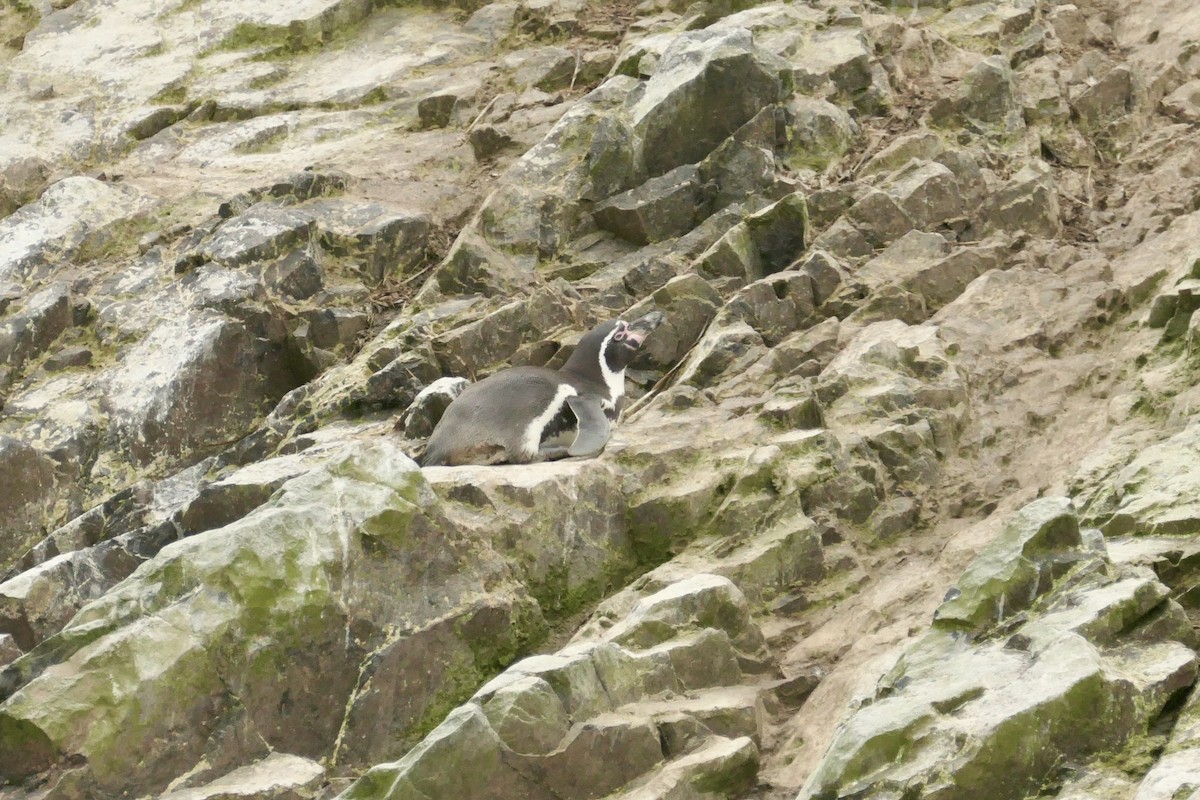 Humboldt Penguin - ML640154917