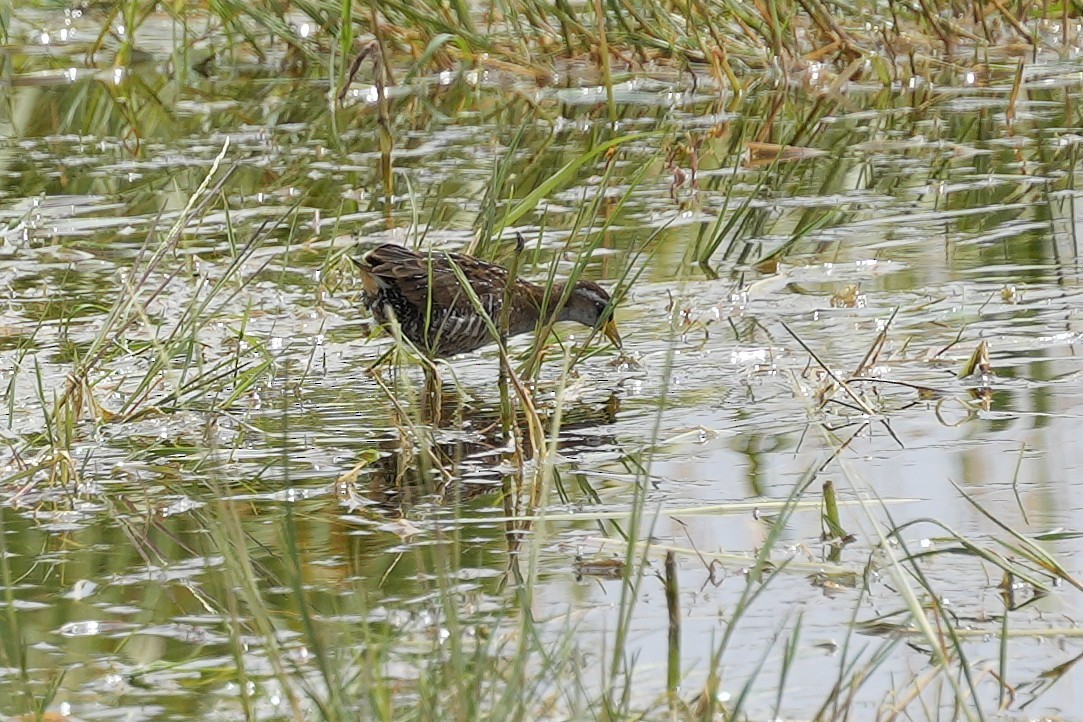 Sora uroilanda - ML640154927