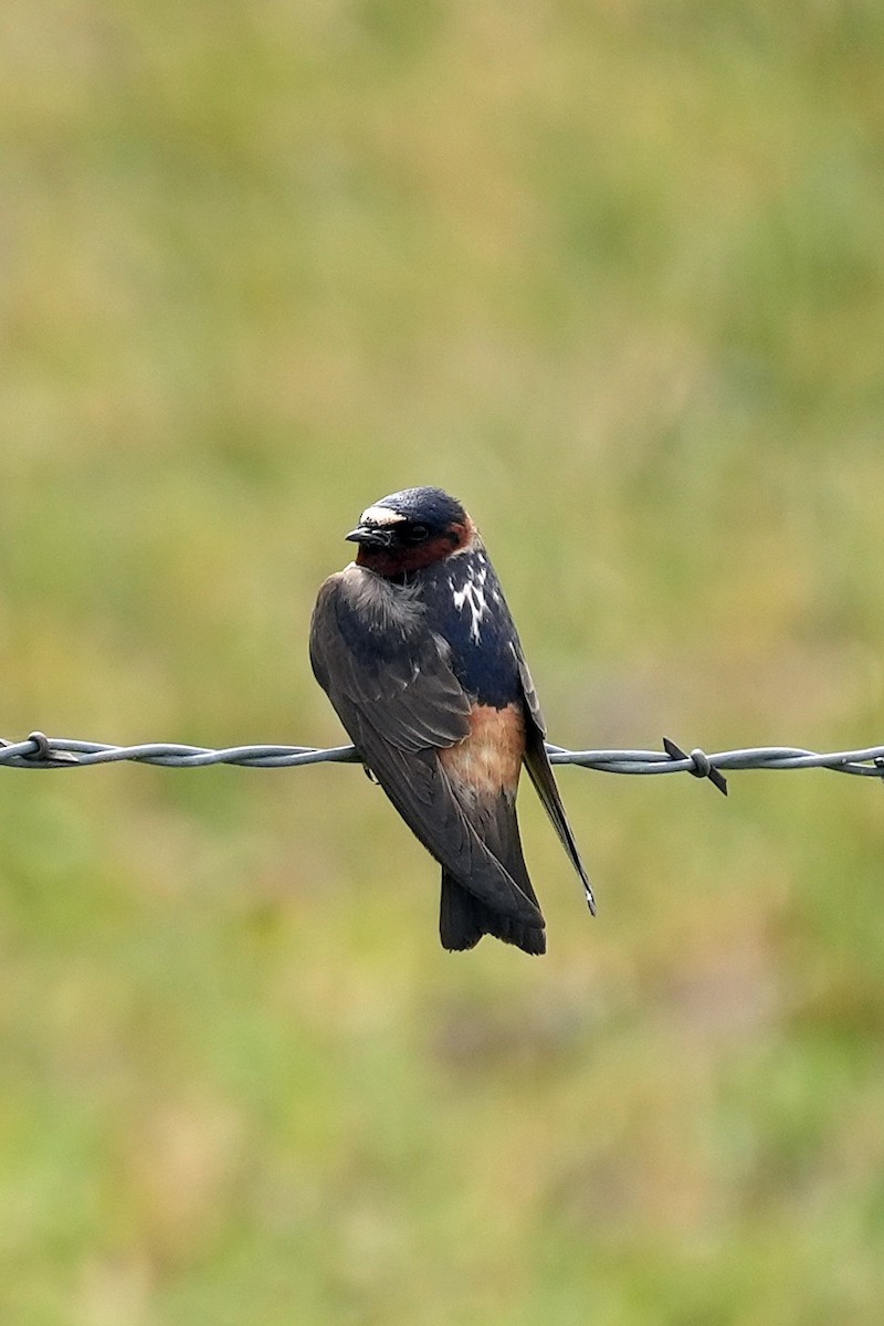 Cliff Swallow - ML640154958