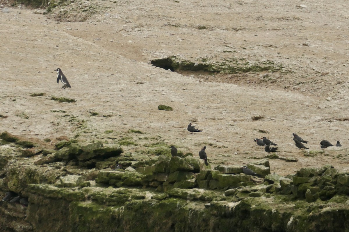 Humboldt Penguin - ML640154972