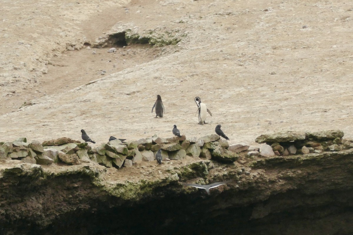 Humboldt Penguin - ML640154974