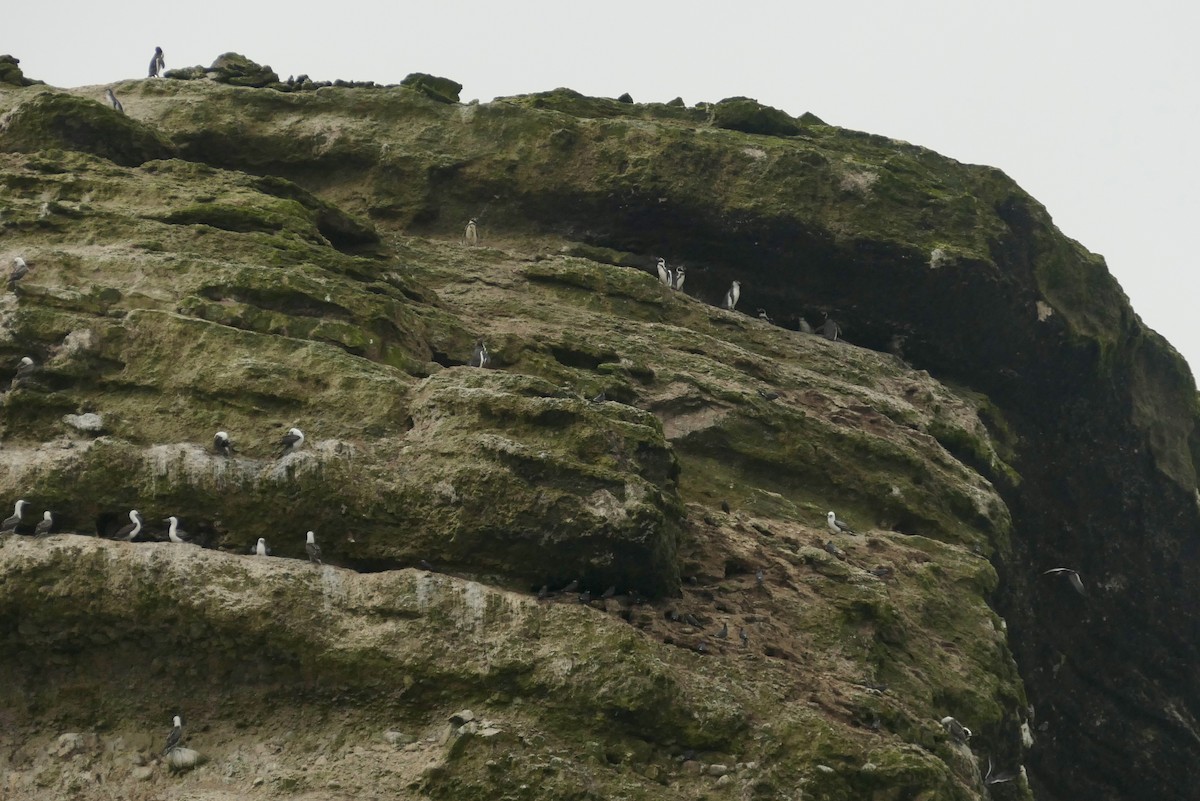 Humboldt Penguin - ML640154987