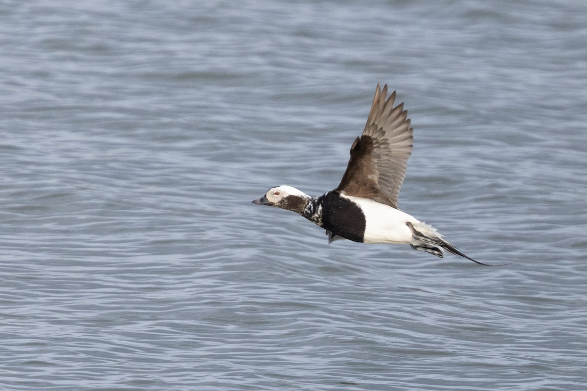 Long-tailed Duck - ML640155050