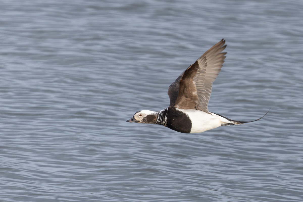 Long-tailed Duck - ML640155058