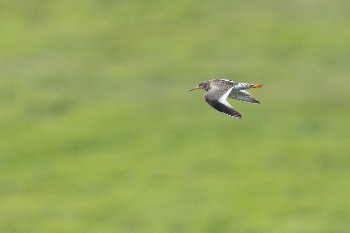 Common Redshank - ML640155061