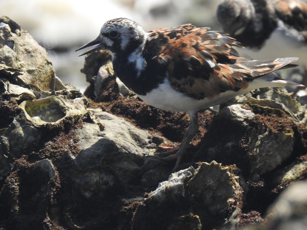 Алаг хайргач - ML640155082