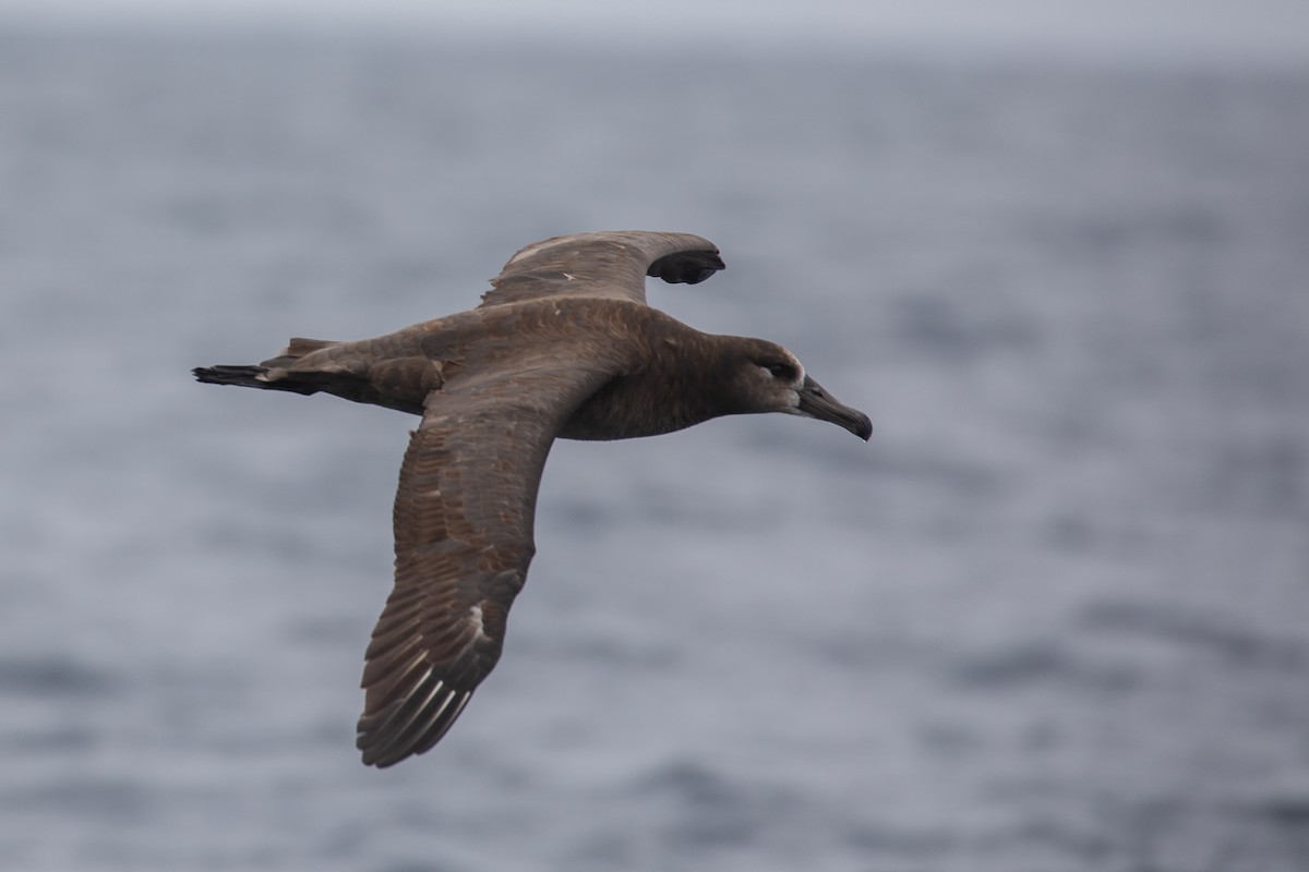 Black-footed Albatross - ML640155084