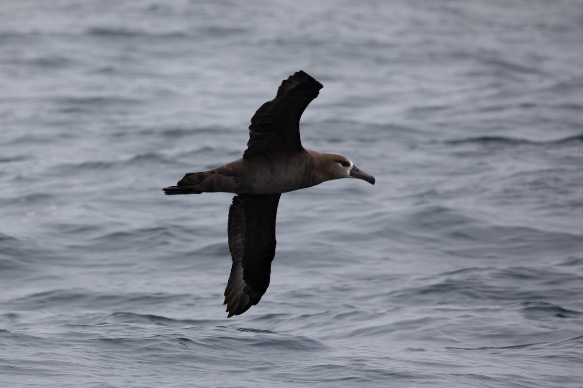 Black-footed Albatross - ML640155085