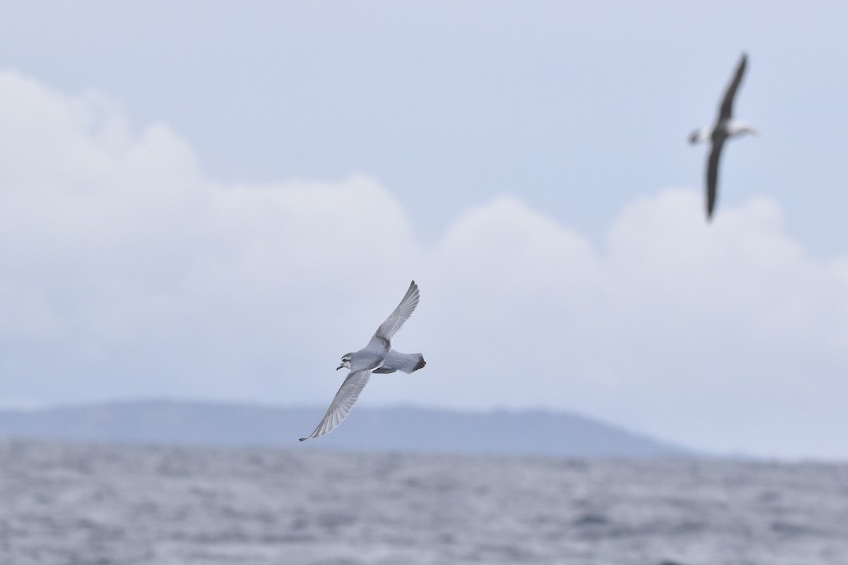 Slender-billed Prion - ML640155132