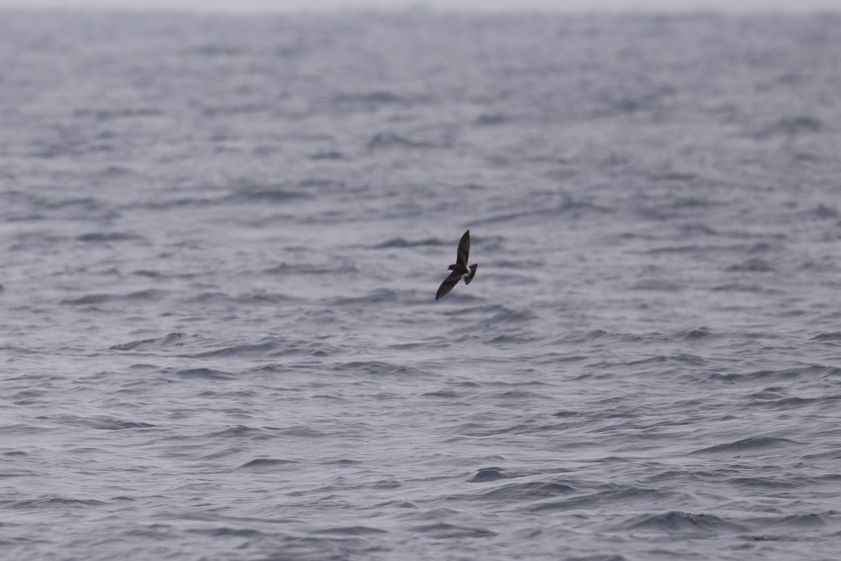 Townsend's Storm-Petrel - ML640155153
