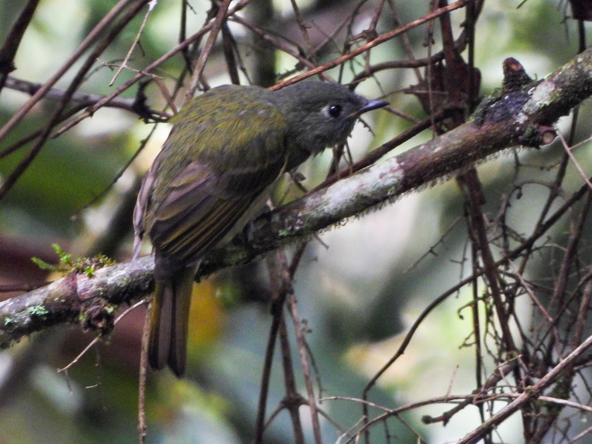 Streak-necked Flycatcher - ML640155160