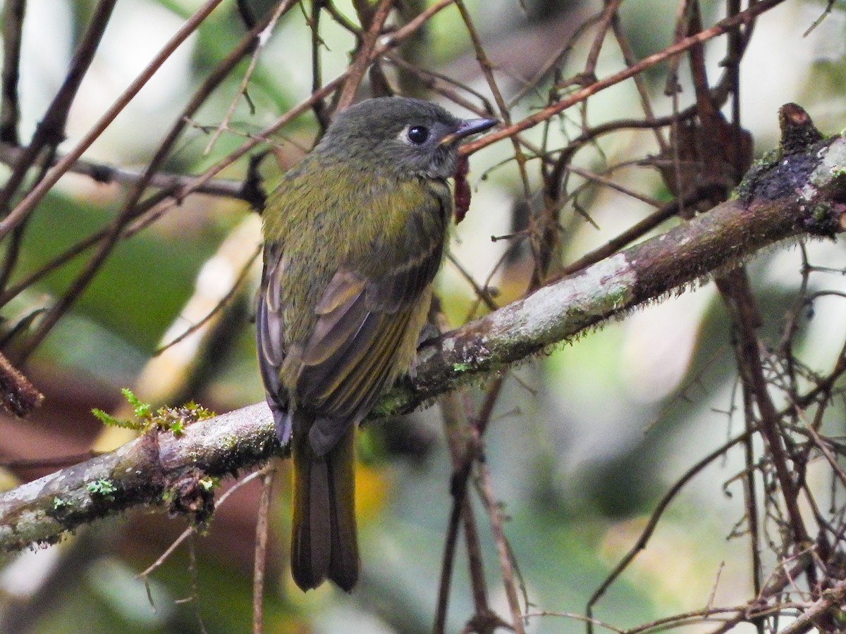 Streak-necked Flycatcher - ML640155161