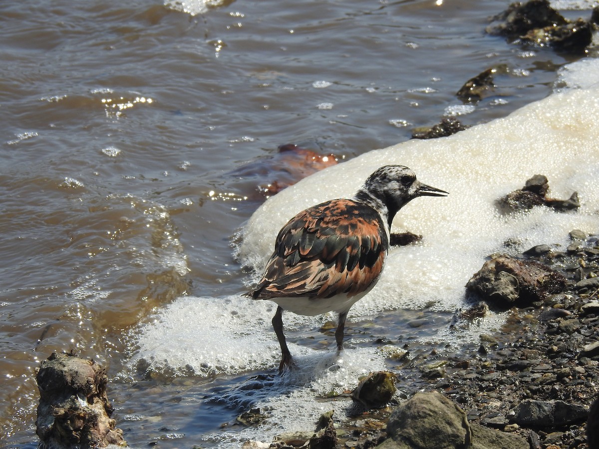 Алаг хайргач - ML640155168