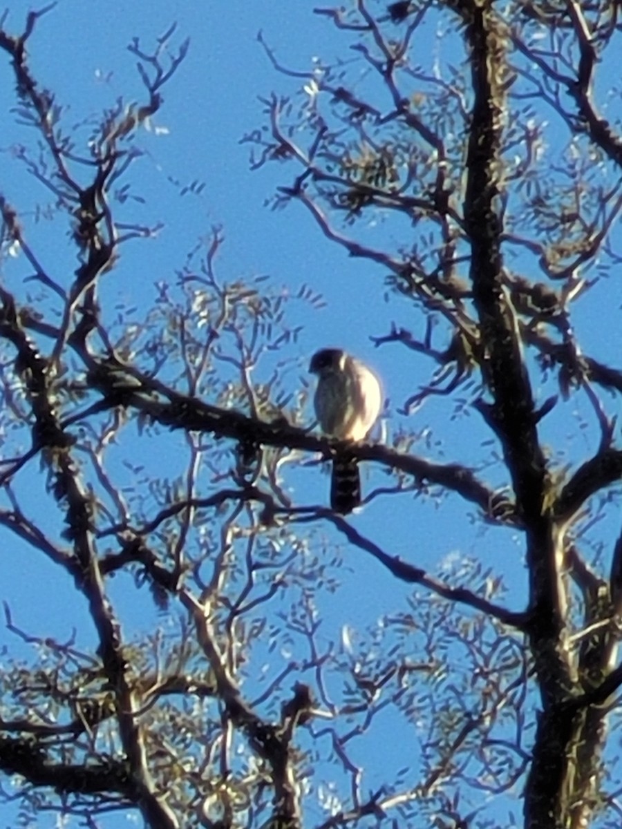Spot-winged Falconet - ML640155189