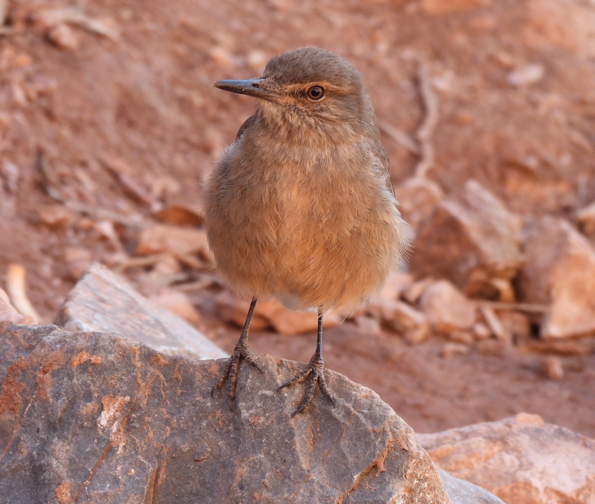 Black-billed Shrike-Tyrant - ML640155322