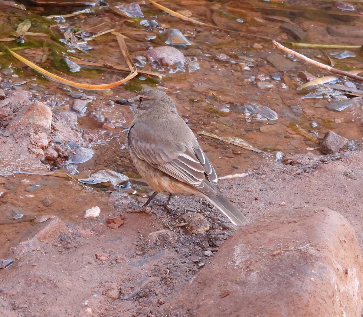 Black-billed Shrike-Tyrant - ML640155324