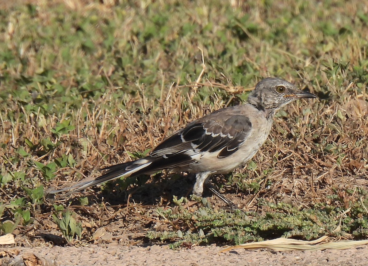 Northern Mockingbird - ML640155356