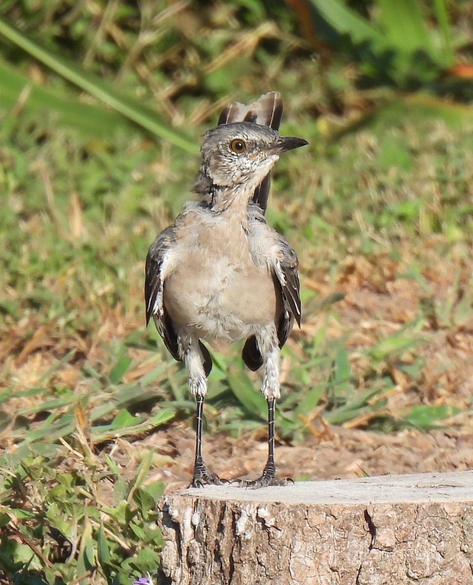 Northern Mockingbird - ML640155357