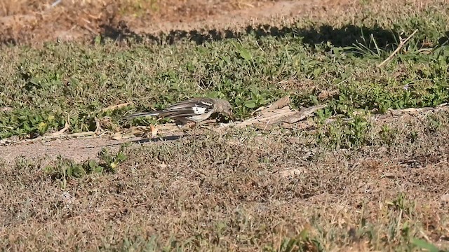 Northern Mockingbird - ML640155358