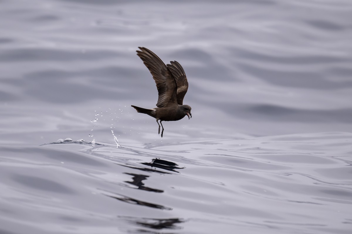 Leach's Storm-Petrel (Chapman's) - ML640155425