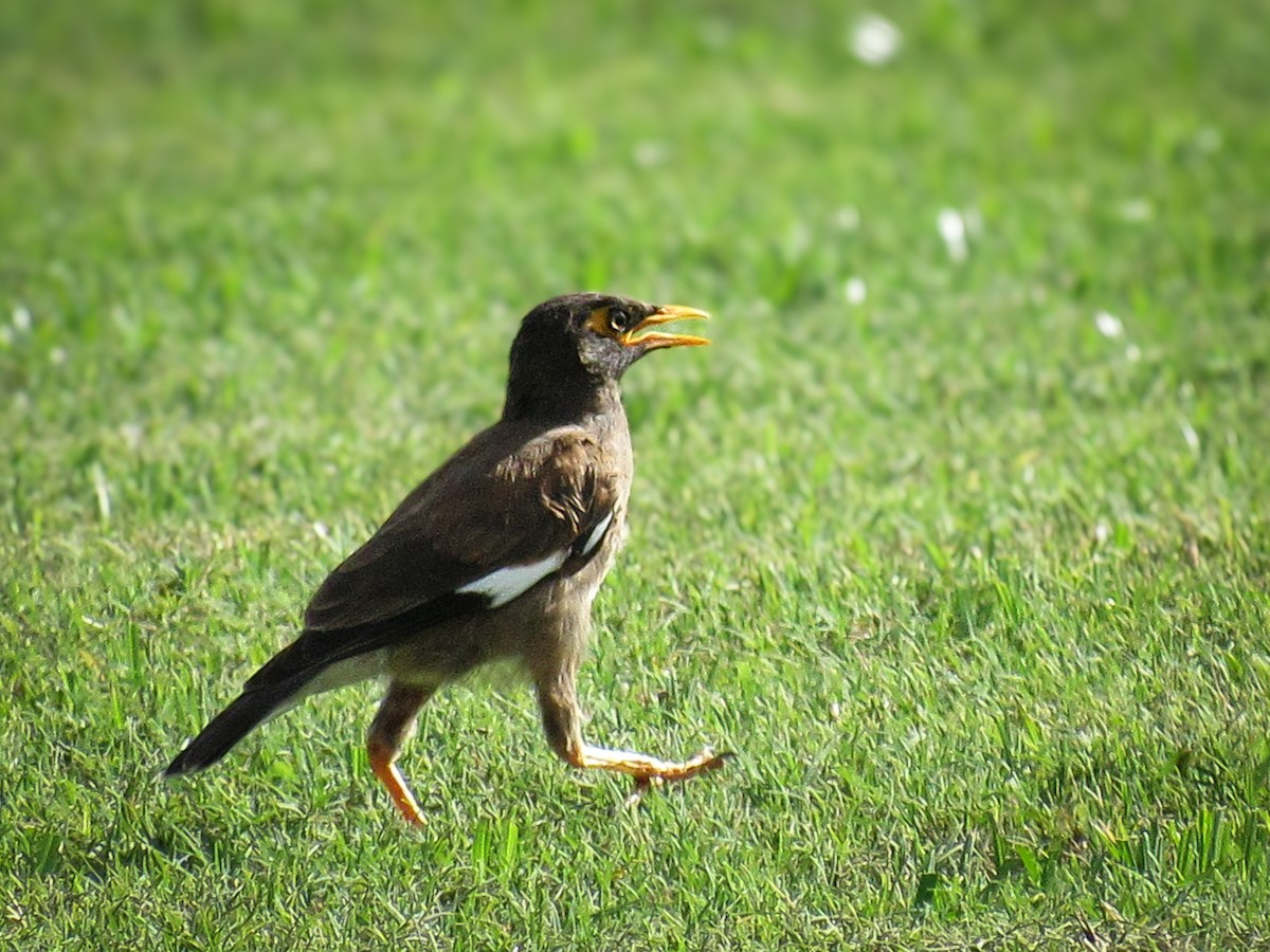 Тольт бор тодол - ML640155426