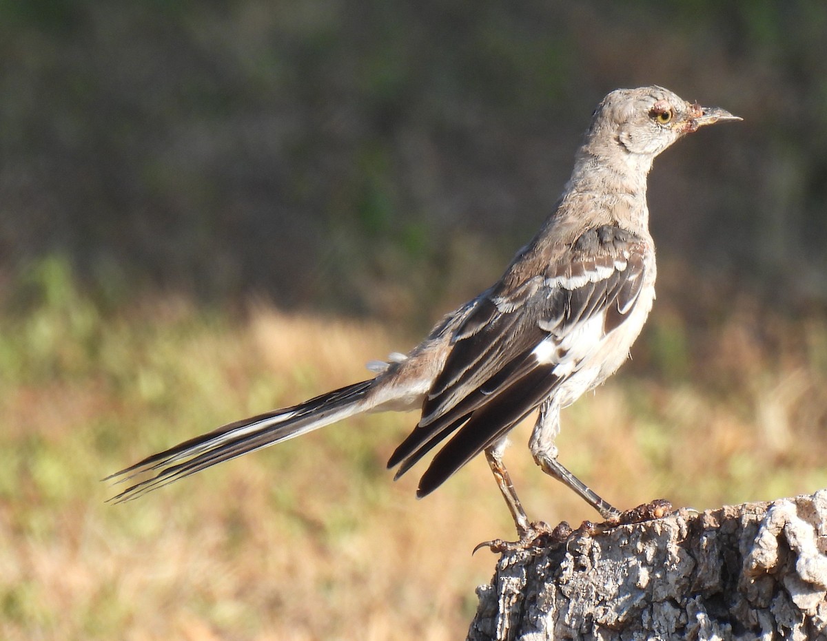 Northern Mockingbird - ML640155429