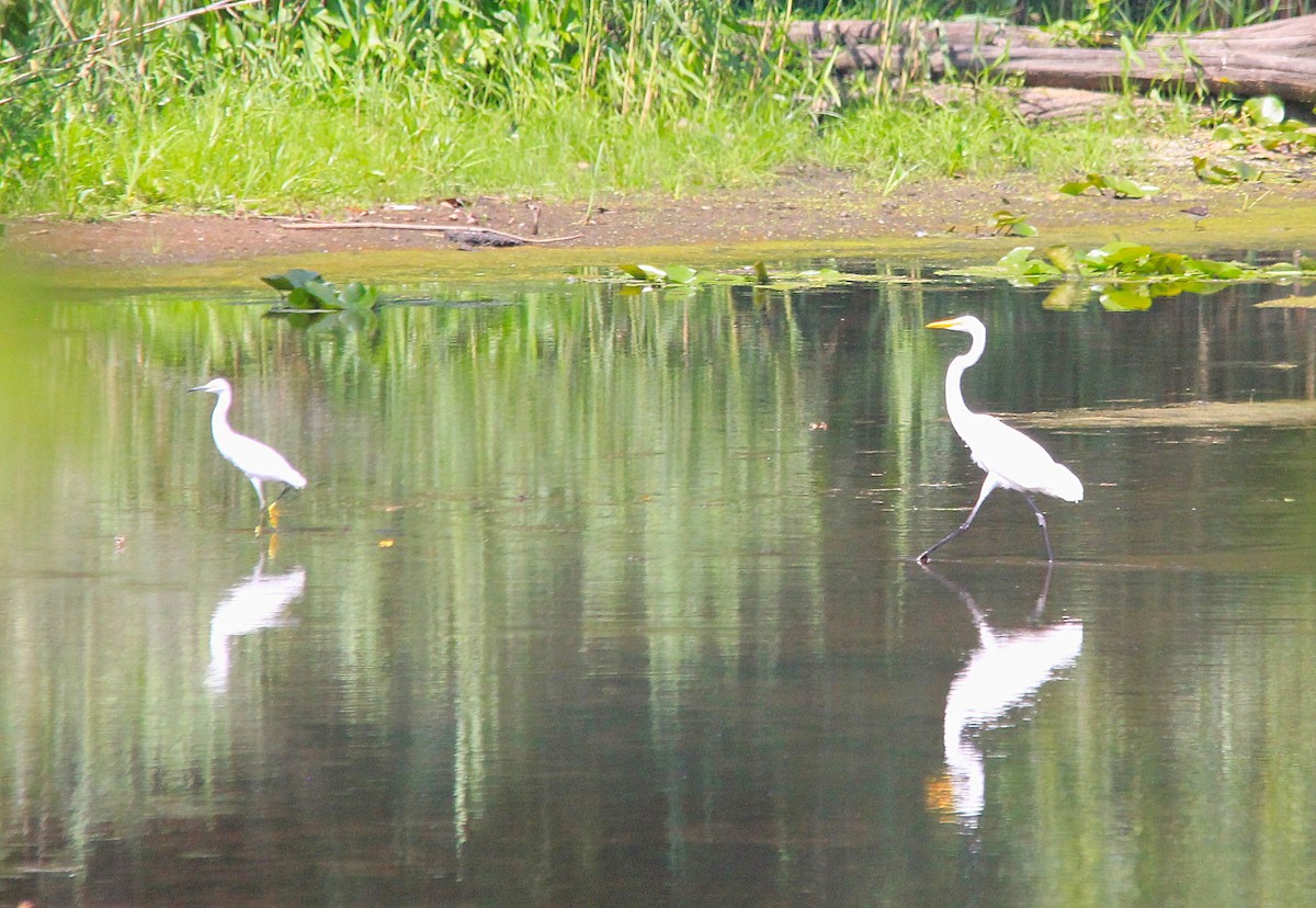 Snowy Egret - ML640155443