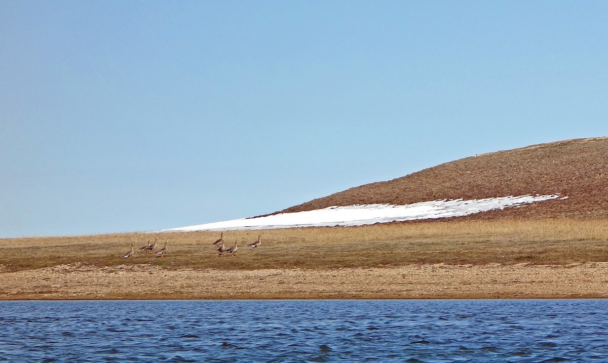 Greater White-fronted Goose - ML640155453