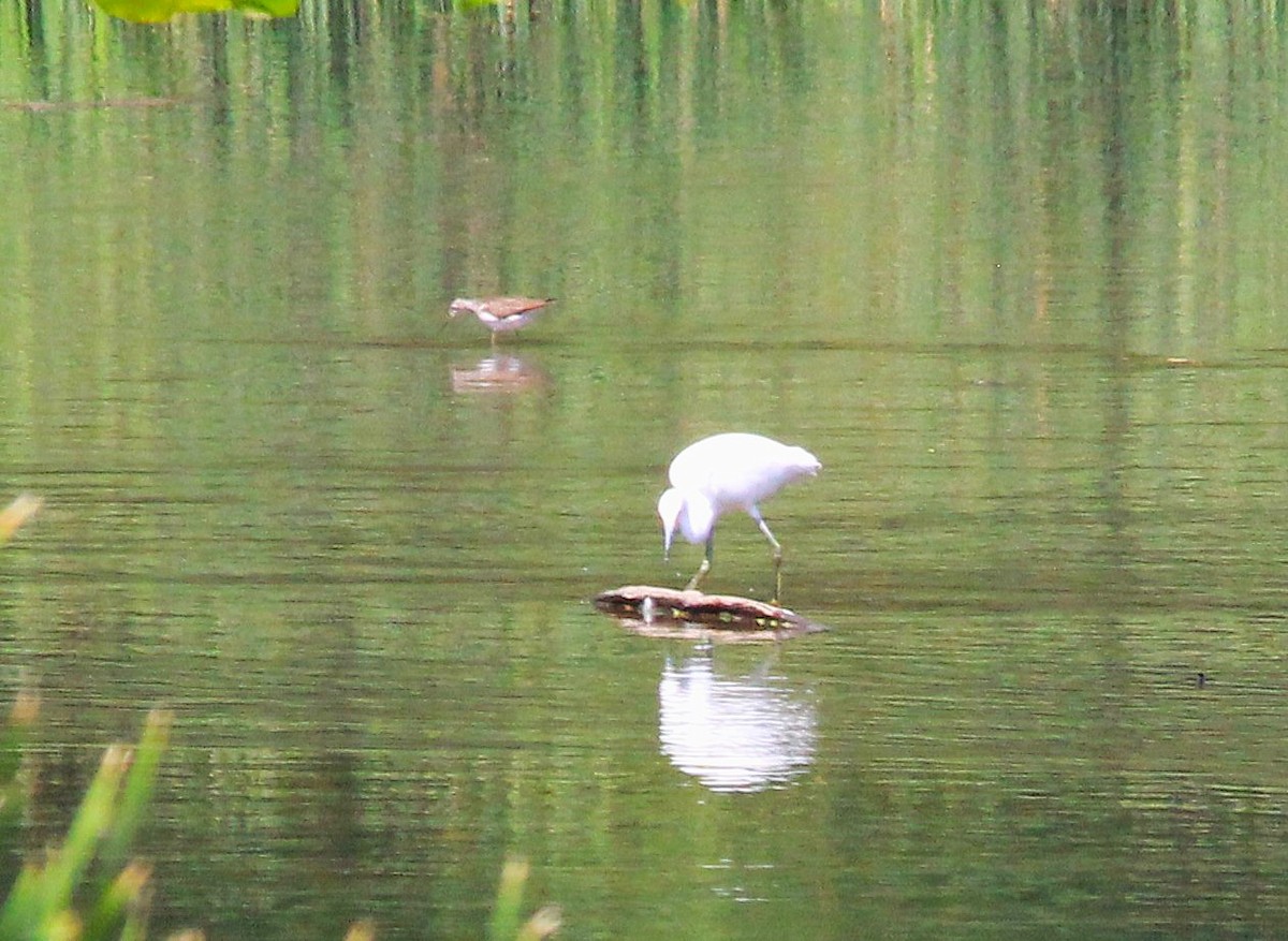 Snowy Egret - ML640155459